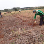 Sequía prolongada y altas temperaturas causan perjuicios incalculables a labriegos del Alto Paraná