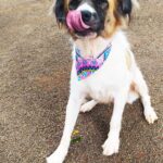 Perrita aguarda ser adoptada por una familia para volver a ser feliz