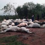 80 vacunos y 2 equinos mueren al ser impactados por rayo durante temporal en Canindeyú