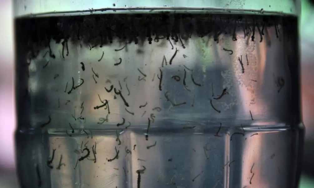 Ante repunte de casos de dengue piden evitar automedicación y procurar servicios de salud