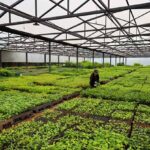 Itaipú produjo 321.376 plantines forestales y medicinales en el primer trimestre del 2025