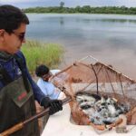 Realizan siembra y marcación de más de 3.500 ejemplares de pira pytã en el embalse de Itaipú