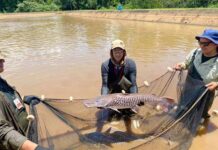Técnicos de la Estación de Acuicultura de Itaipú instan a respetar la veda pesquera y proteger la diversidad en los ríos