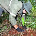 Realizan enriquecimiento en parcelas de restauración forestal de Itaipú para cultivo de nuevas especies