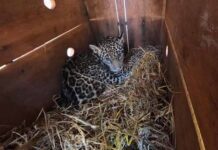 Jaguarete rescatado por el MADES es atendido en Tekotopa Centro Ambiental de Itaipú