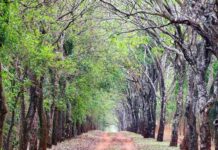 Itaipú integra la Red de Reservas de Biosfera desde el 2017 y albergará reunión de la UNESCO