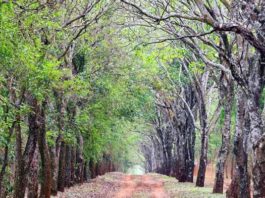 Itaipú integra la Red de Reservas de Biosfera desde el 2017 y albergará reunión de la UNESCO
