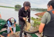 Guardaparques y técnicos de Itaipú rescatan un ejemplar de mbói jagua en Canindeyú