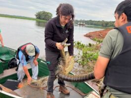 Guardaparques y técnicos de Itaipú rescatan un ejemplar de mbói jagua en Canindeyú