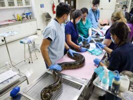 Mbói jagua rescatada recibe asistencia en Tekotopa Centro Ambiental de Itaipú