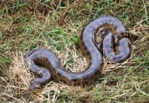 Mbói jagua rescatada en Canindeyú fue devuelta a su hábitat tras ser asistida en Itaipú