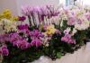 Realizarán Feria de Primavera y Exposición de Orquídeas en el Parque Lineal de CDE, con apoyo de Itaipú
