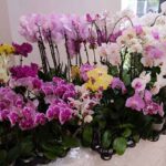 Realizarán Feria de Primavera y Exposición de Orquídeas en el Parque Lineal de CDE, con apoyo de Itaipú