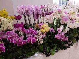 Realizarán Feria de Primavera y Exposición de Orquídeas en el Parque Lineal de CDE, con apoyo de Itaipú