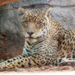 Tekotopa celebra su primer aniversario con logros positivos en la preservación de la biodiversidad