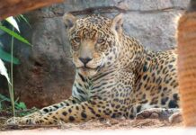 Tekotopa celebra su primer aniversario con logros positivos en la preservación de la biodiversidad