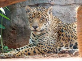 Tekotopa celebra su primer aniversario con logros positivos en la preservación de la biodiversidad